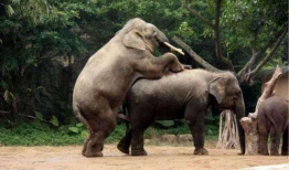 动物交配高清视频,高清视频揭示神秘交配瞬间