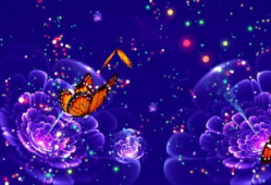 蝴蝶飞舞的视频,捕捉自然之美